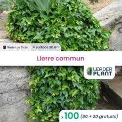 100 X Lierre Commun En Godet