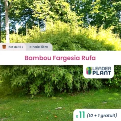 11 X Bambou Fargesia Rufa En Pot De 10 L
