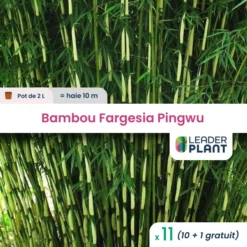 11 X Bambou Fargesia Pingwu En Pot De 2 L