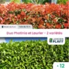 Duo Photinias Rouge Et Lauriers Verts – 2 Variétés – Lot De 12 Plants En Godet