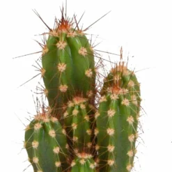 Cactus, Box De 5 Plantes - H8cm, ø5,5cm - Plantes D'intérieur -vidaXL Magasin 664e171e2bda6fec