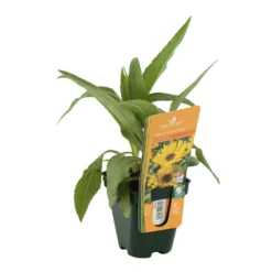 Soleil Vivace : Lot De 3 Godets -vidaXL Magasin 682893 002