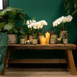 Haworthia Limifolia - ø6cm - H11cm, ø6cm - Plante D'intérieur -vidaXL Magasin 6945dc1ff6ec8dda