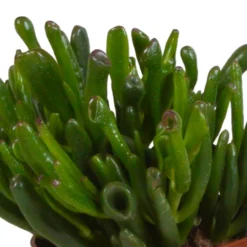 Crassula, Box De 3 Plantes - H15cm, ø10,5cm - Plantes D'intérieur -vidaXL Magasin 6afb084e7f368b74