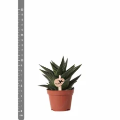 Haworthia Limifolia - ø6cm - H11cm, ø6cm - Plante D'intérieur -vidaXL Magasin 6f5c034fd84b61ae
