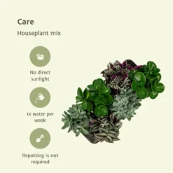 Box 3 Plantes D'intérieur - H20cm, ø12cm - Plantes D'intérieur -vidaXL Magasin 7484875134665985