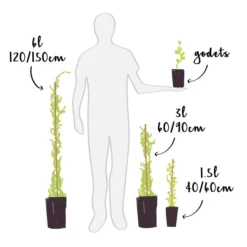 Jasmin De Grasse' - Jasminum Grandiflorum 3l -vidaXL Magasin 808d7f987cfbfc27