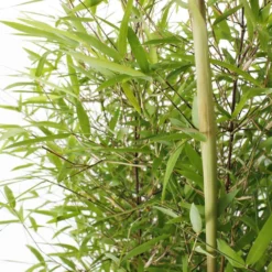 Bambou Non-traçant Fargesia Angustissima: Pot De 5 Litres -vidaXL Magasin 825296 006