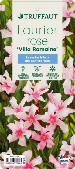 Nerium Oleander Villa Romaine' Pot 5L