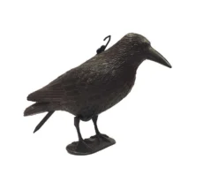 Corbeau Effaroucheur Oiseaux