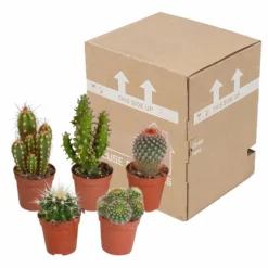 Cactus, Box De 5 Plantes - H8cm, ø5,5cm - Plantes D'intérieur -vidaXL Magasin 855b4e225476998c