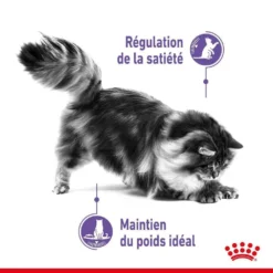 ROYAL CANIN Croquettes Chat Quemandeur Appetite Control Sterilised 3.5kg -vidaXL Magasin 877521 008