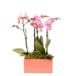 Compo Orchidée 4 Tiges Pot D20 X H40cm