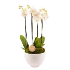 Composition Phalaenopsis 4 Tiges