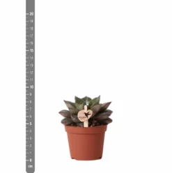 Echeveria Purpusorum - H9cm, ø6cm - Plante D'intérieur -vidaXL Magasin 93d4d1b512e566d1