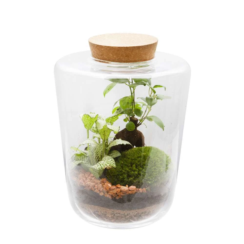 Terrarium Fermé, Lima Taille M 2 Terrarium Fermé, Lima Taille M – Image 2