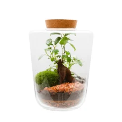 Terrarium Fermé, Lima Taille M