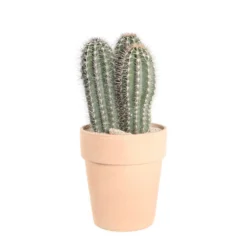 Cactus Mix : Pot Ø27 Cm