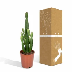 Euphorbia Acrurensis - H80cm, ø24cm - Grande Plante D'intérieur -vidaXL Magasin 961446c69616177c