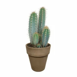 Pilosocereus Azureus Et Son Cache-pot Marron - H40cm, ø17cm - Plante D'intérieur -vidaXL Magasin 963343ed4487e29a