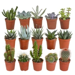Cactus Et Succulentes, Box De 15 Plantes - H8cm, ø5,5cm - Plantes D'intérieur
