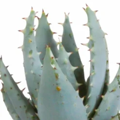 Gasteria, Haworthia Et Leurs Caches-pots Blancs, Box De 5 Plantes - H8cm, ø6cm - Plantes D'intérieur -vidaXL Magasin a44886affca55c70