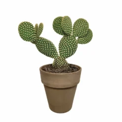 Opuntia Microdasys Et Son Cache-pot Marron - H40cm, ø17cm - Plante D'intérieur -vidaXL Magasin a5b5547e6fb3b690