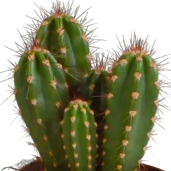 Cactus, Box De 3 Plantes - H15cm, ø10,5cm - Plantes D'intérieur -vidaXL Magasin a87631cfc895184c