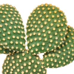Opuntia Microdasys Et Son Cache-pot Marron - H40cm, ø17cm - Plante D'intérieur -vidaXL Magasin b14fe3852f3fb5d3