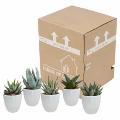 Gasteria, Haworthia Et Leurs Caches-pots Blancs, Box De 5 Plantes - H8cm, ø6cm - Plantes D'intérieur -vidaXL Magasin b21e979194cb601b