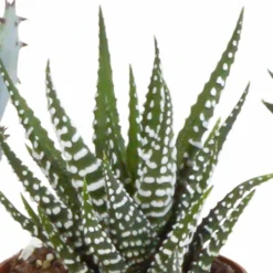 Gasteria, Haworthia, Box De 5 Plantes - H12cm, ø5,5cm - Plantes D'intérieur -vidaXL Magasin b4c4f900794f4f5a