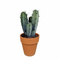 Myrtillocactus Et Son Cache-pot En Terracotta - H40cm, ø17cm - Plante D'intérieur -vidaXL Magasin b6968ab3d045db57
