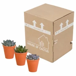 Echeveria Et Leurs Caches-pots Terracotta, Box De 3 Plantes - H12cm, ø9,5cm - Plantes D'intérieur -vidaXL Magasin b844b44b7419e9dd