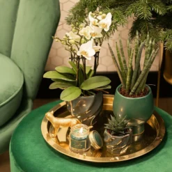 Haworthia Limifolia - ø6cm - H11cm, ø6cm - Plante D'intérieur -vidaXL Magasin bf7305019d958c28