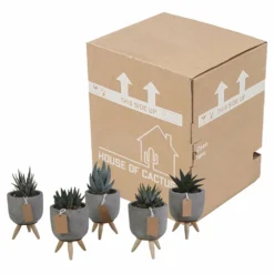 Gasteria, Haworthia Et Leurs Caches-pots, Box De 5 Plantes - H11cm, ø6,5cm - Plantes D'intérieur -vidaXL Magasin ca78553d44d0f269