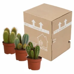 Cactus, Box De 3 Plantes - H15cm, ø10,5cm - Plantes D'intérieur -vidaXL Magasin d459fa507b1fa377