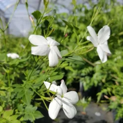 Jasmin De Grasse' - Jasminum Grandiflorum 3l -vidaXL Magasin db74d1bfad2ddd70