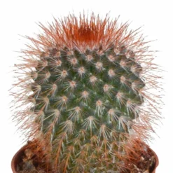 Cactus, Box De 5 Plantes - H8cm, ø5,5cm - Plantes D'intérieur -vidaXL Magasin eabf162e297f7ccf