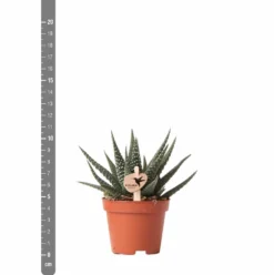 Haworthia - H11cm, ø6cm - Plante D'intérieur -vidaXL Magasin eb6d65895f5d6334