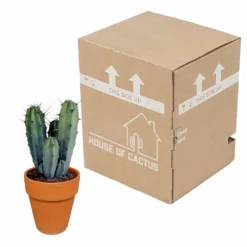 Myrtillocactus Et Son Cache-pot En Terracotta - H40cm, ø17cm - Plante D'intérieur -vidaXL Magasin f9dc4db908057f89